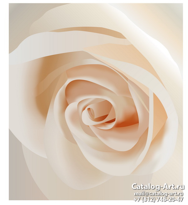 White roses 23